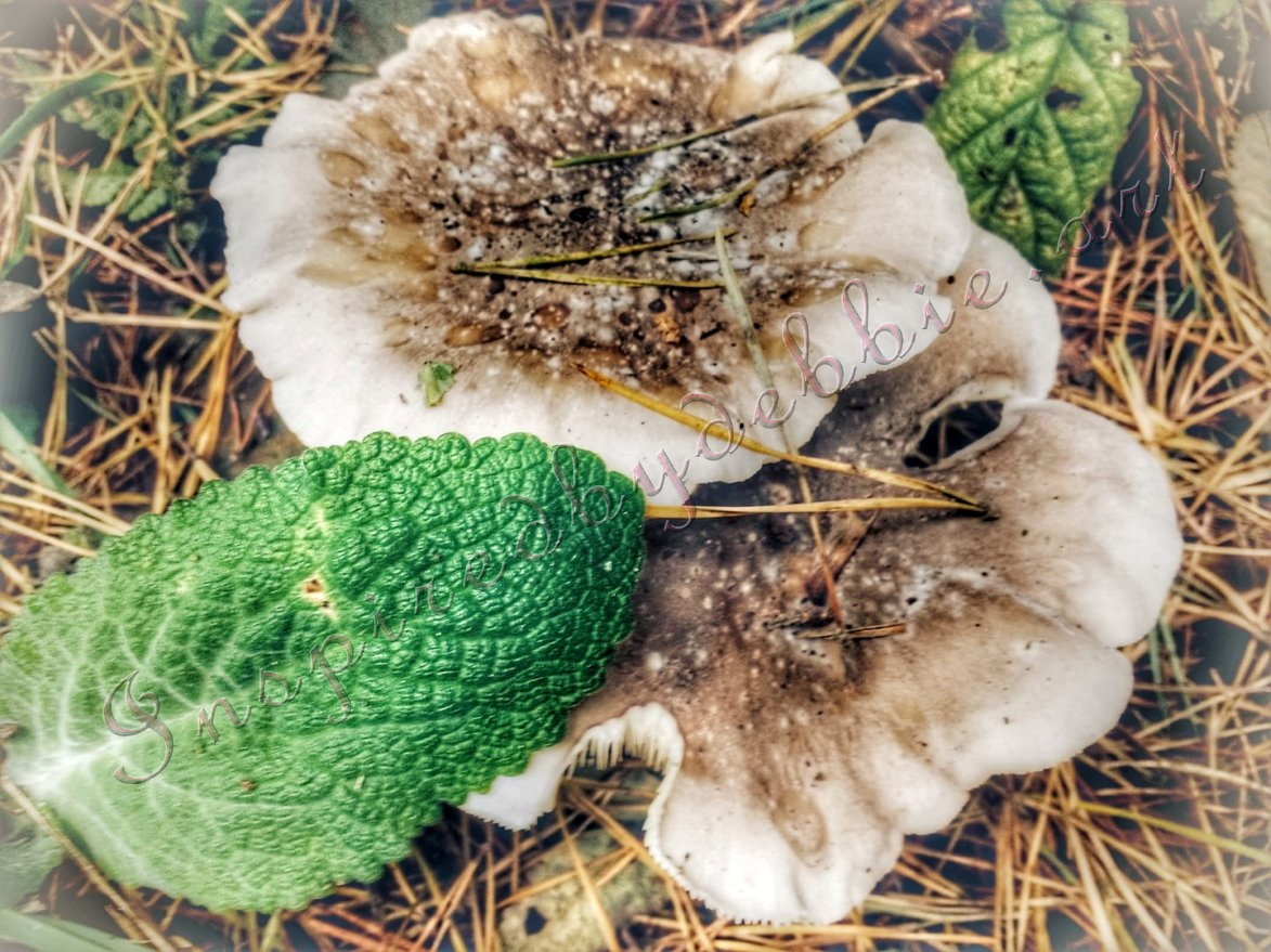 inspiredbydebbie.art